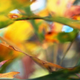 Illustration for article titled Shooting Challenge Fall Leaves Gallery 6
